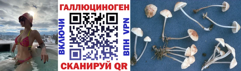 Псилоцибиновые грибы Cubensis  Белореченск 
